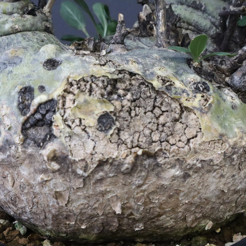 F.コルムナリス 83