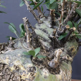 F.コルムナリス 83