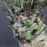 F.コルムナリス 83