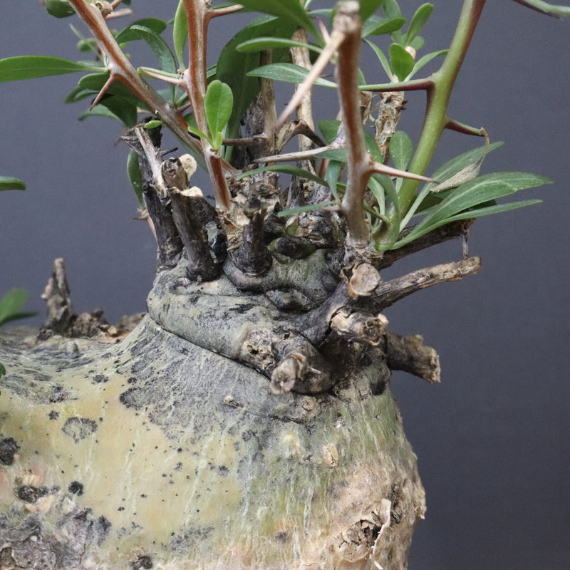 F.コルムナリス 83