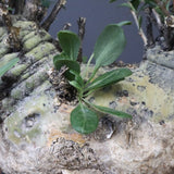 F.コルムナリス 83