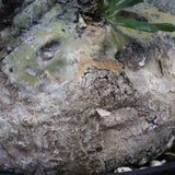 F.コルムナリス 83