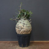 F.コルムナリス 77