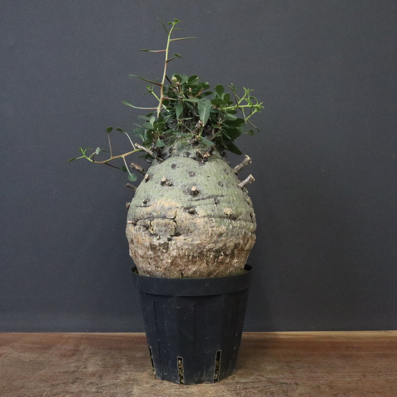 F.コルムナリス 77