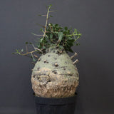 F.コルムナリス 77