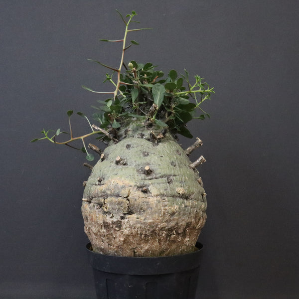 F.コルムナリス 77