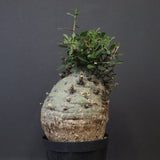 F.コルムナリス 77