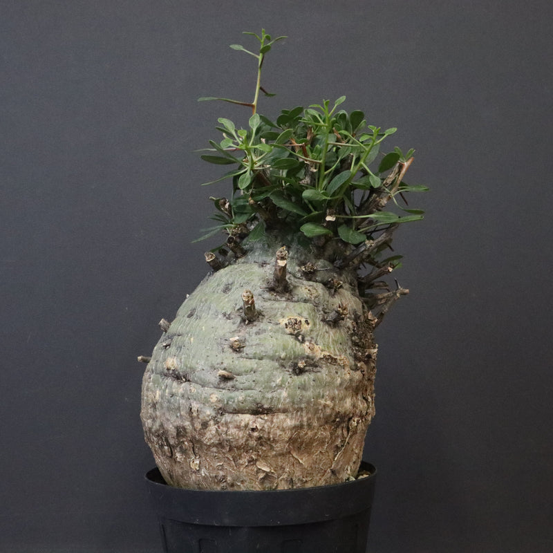 F.コルムナリス 77