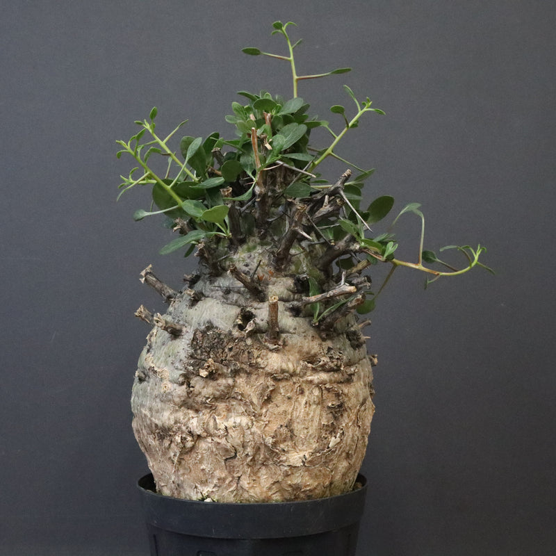 F.コルムナリス 77