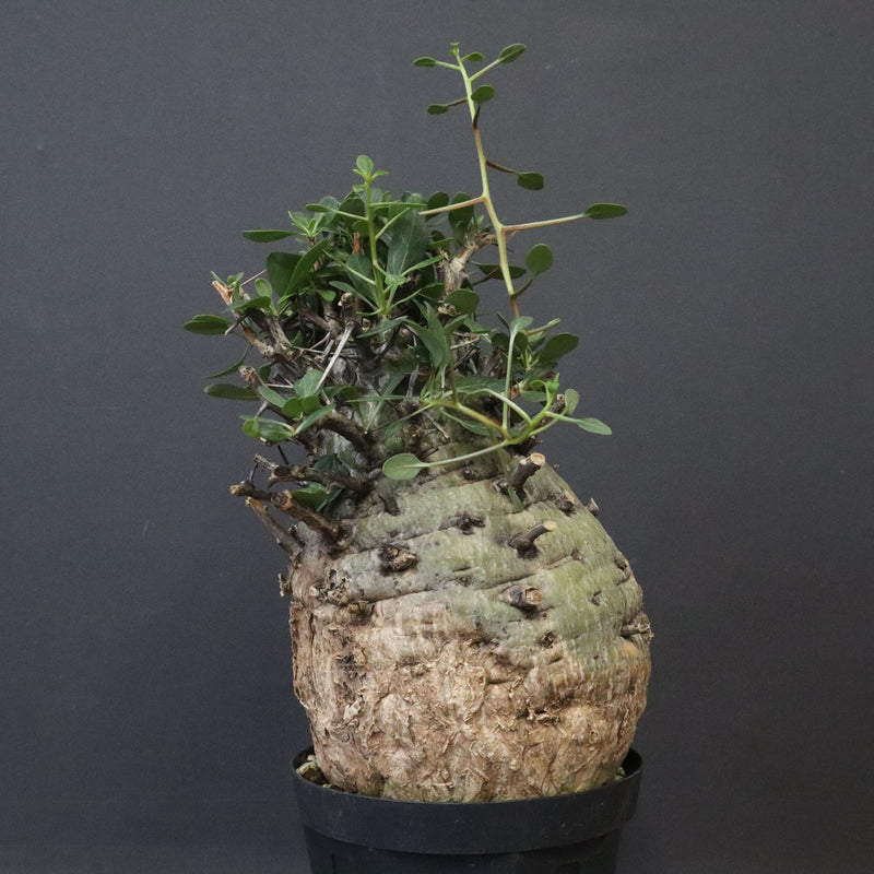 F.コルムナリス 77