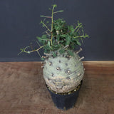 F.コルムナリス 77