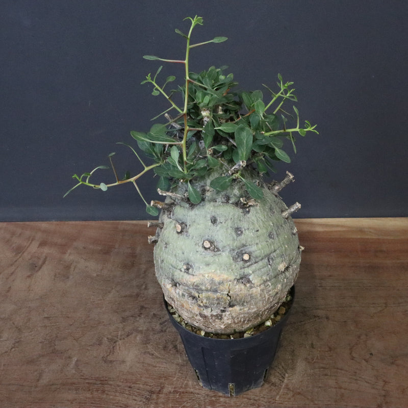 F.コルムナリス 77