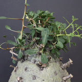 F.コルムナリス 77