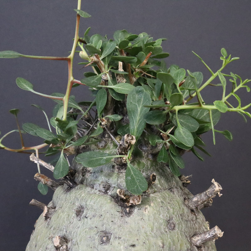 F.コルムナリス 77