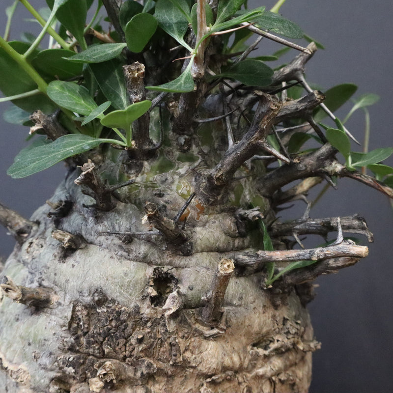 F.コルムナリス 77