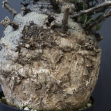 F.コルムナリス 77