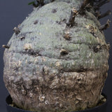 F.コルムナリス 77