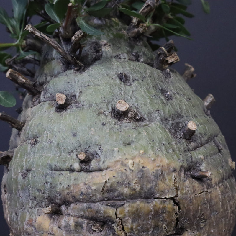 F.コルムナリス 77