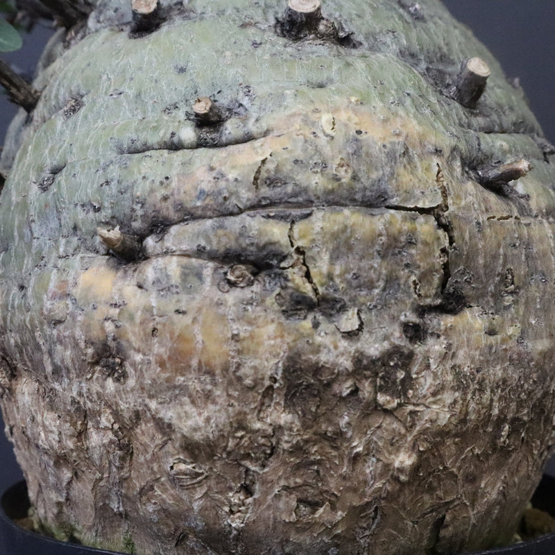 F.コルムナリス 77