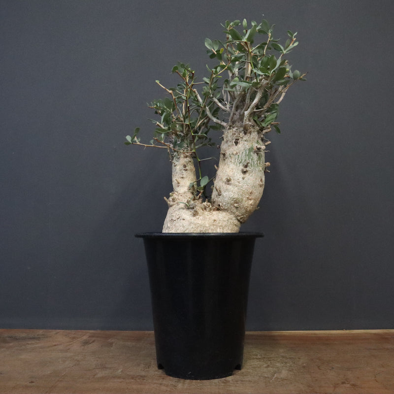 F.コルムナリス EC1110