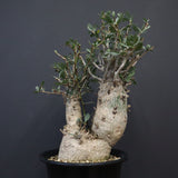 F.コルムナリス EC1110