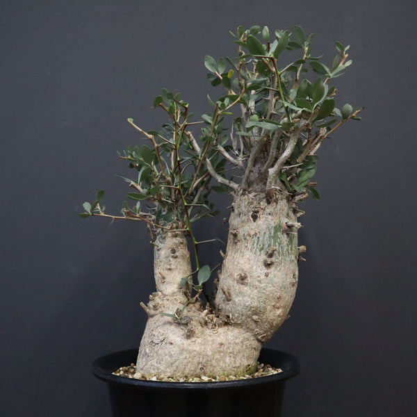 F.コルムナリス EC1110