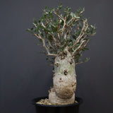 F.コルムナリス EC1110