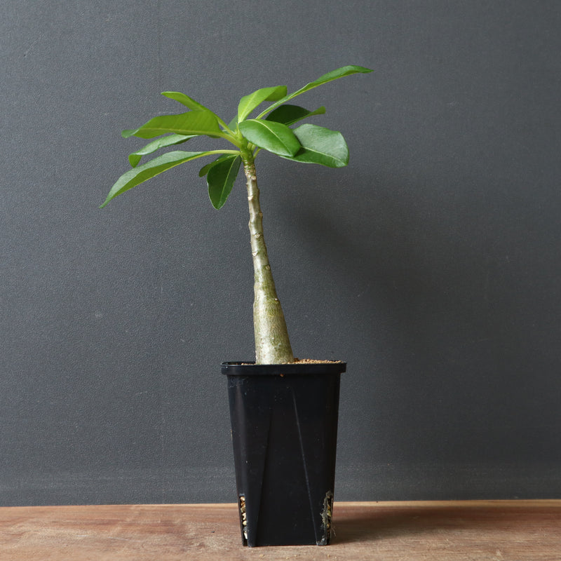 P.デカリー  (実生)5