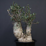 F.コルムナリス EC1110