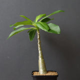 P.デカリー  (実生)5