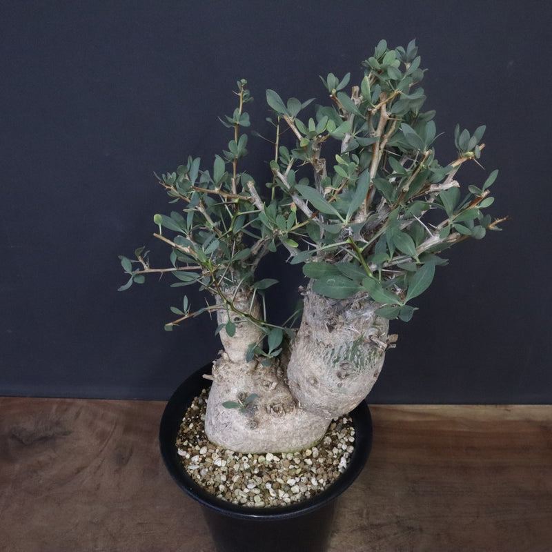 F.コルムナリス EC1110