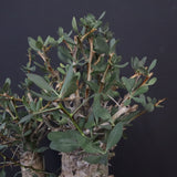 F.コルムナリス EC1110