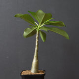 P.デカリー  (実生)5