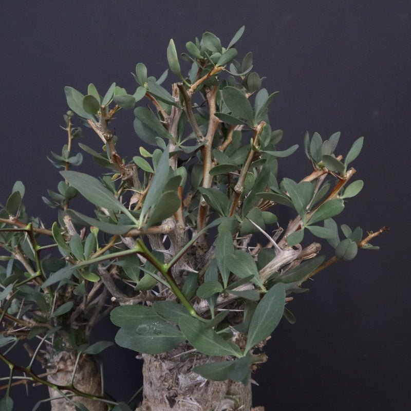 F.コルムナリス EC1110