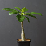 P.デカリー  (実生)5