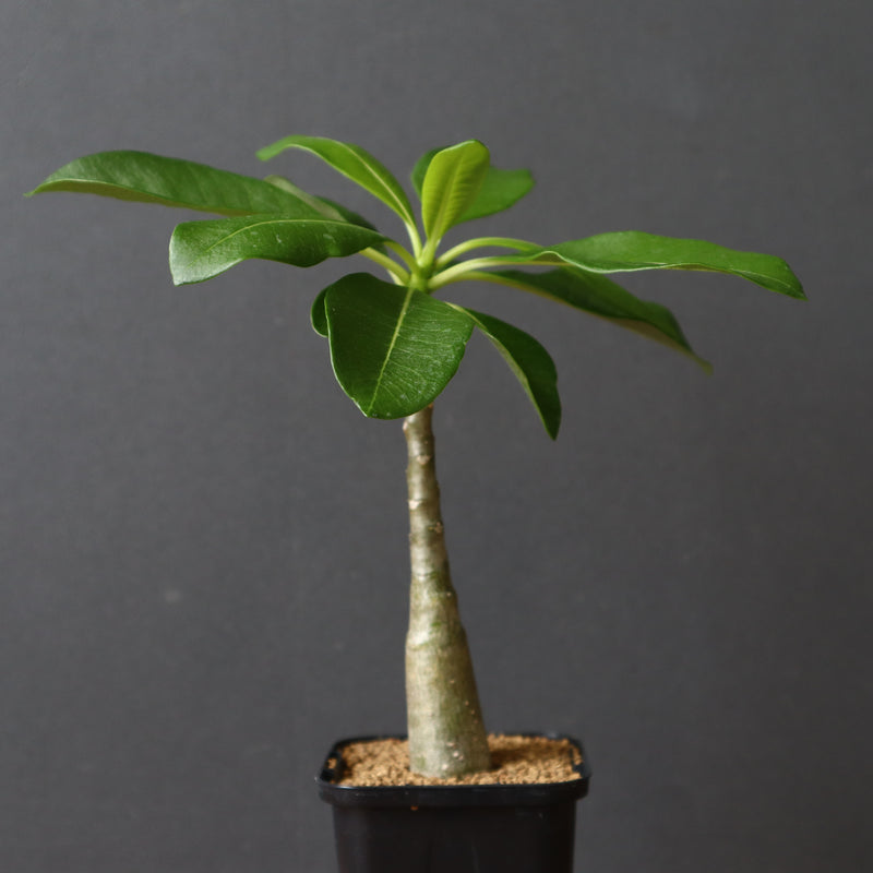 P.デカリー  (実生)5