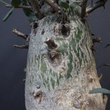 F.コルムナリス EC1110