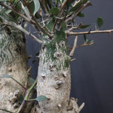 F.コルムナリス EC1110