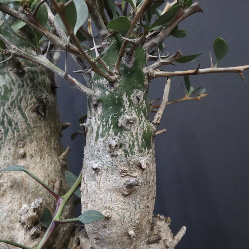 F.コルムナリス EC1110