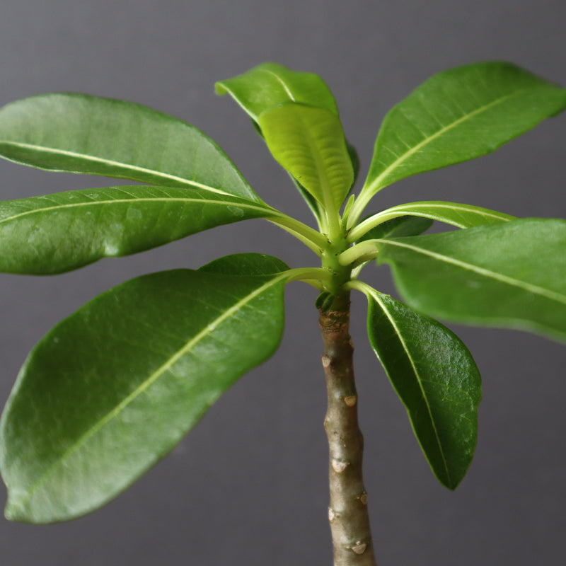 P.デカリー  (実生)5