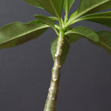 P.デカリー  (実生)5