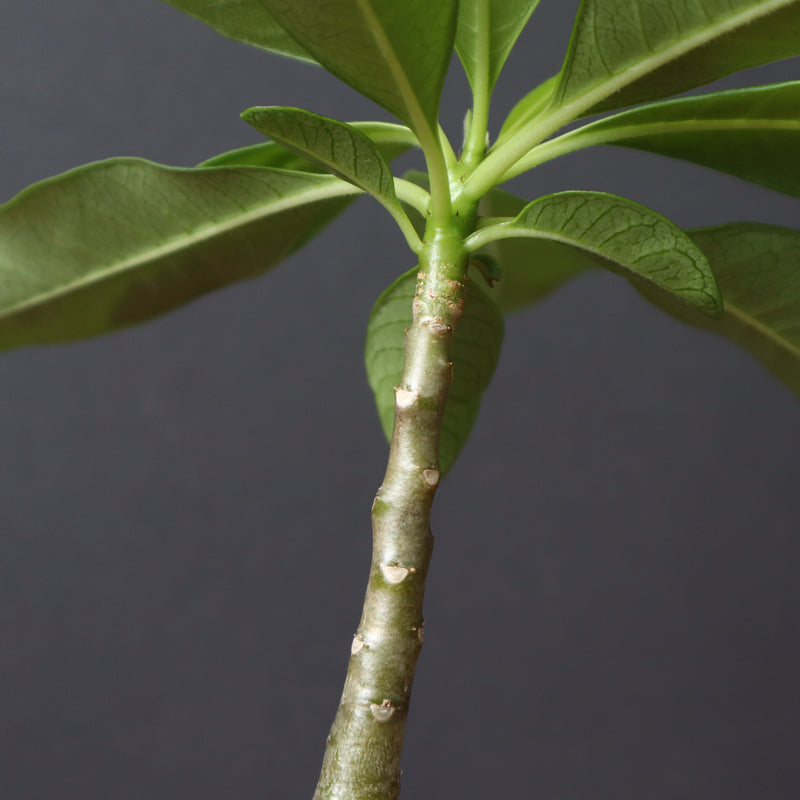 P.デカリー  (実生)5