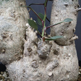 F.コルムナリス EC1110