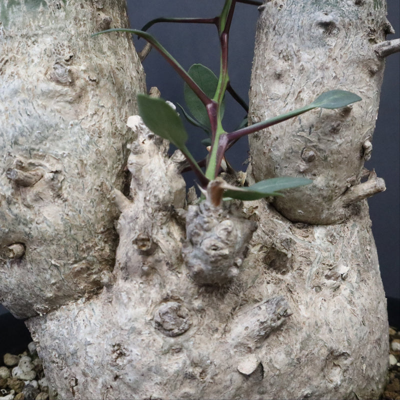 F.コルムナリス EC1110