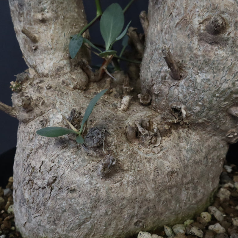 F.コルムナリス EC1110