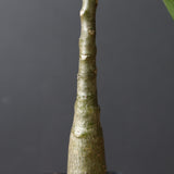 P.デカリー  (実生)5