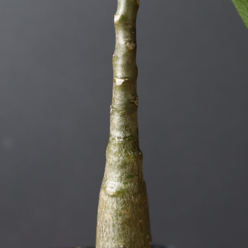 P.デカリー  (実生)5