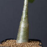 P.デカリー  (実生)5