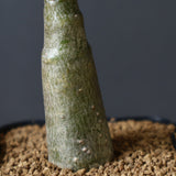 P.デカリー  (実生)5