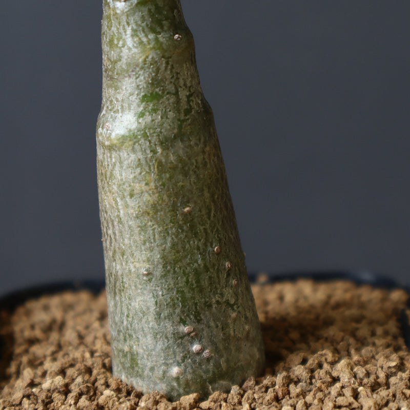 P.デカリー  (実生)5